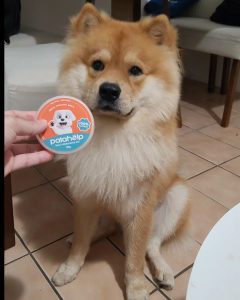 BUCKY @buckychowchow