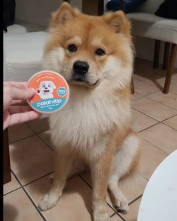 BUCKY @buckychowchow
